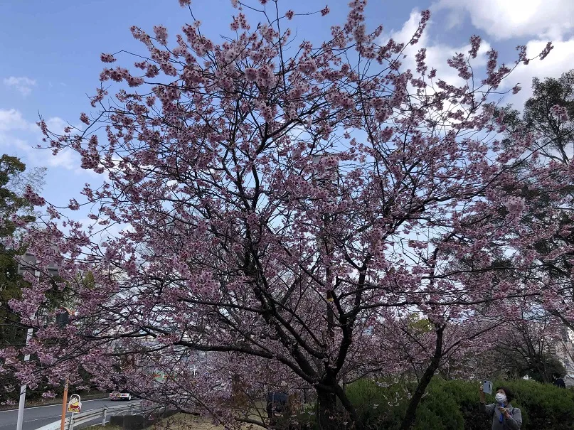 大津市皇子が丘公園の桜