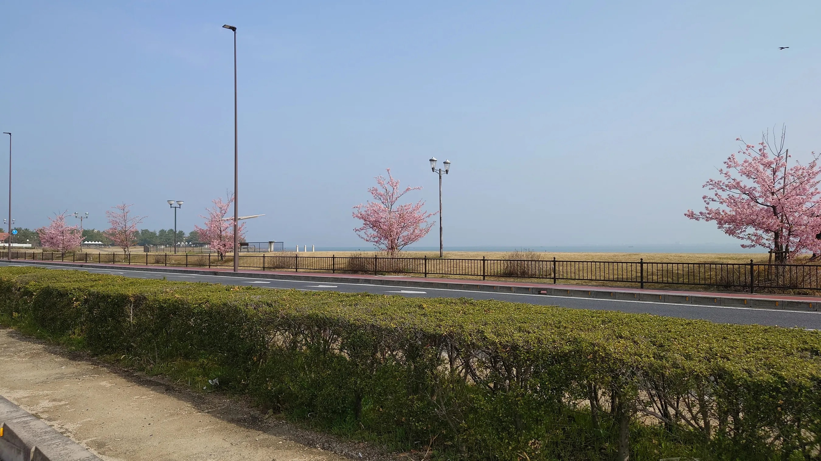 大津市渚公園の桜並木